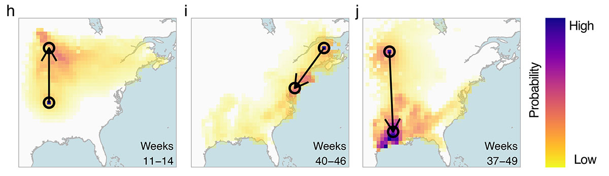 Heatmap images show the predicted movement distribution of GPS-tracked birds. Credit: Fuentes et al., 10.1111/2041-210X.14052
