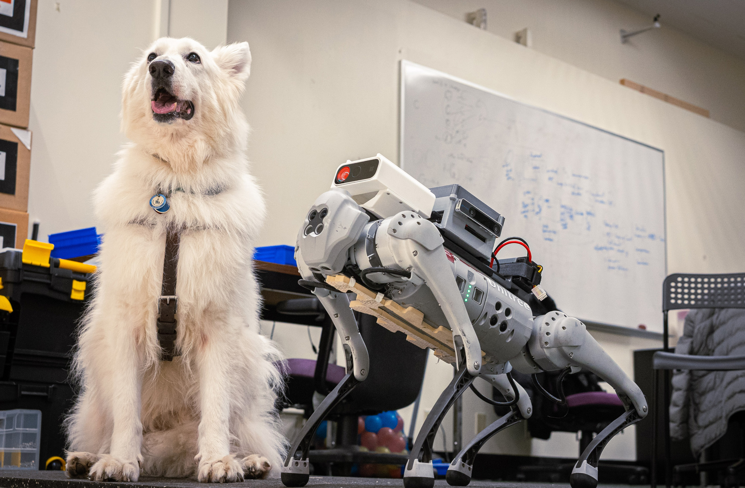 Service dog posed with robotic dog 