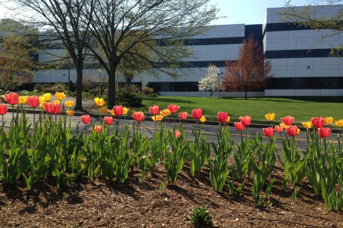 CS Building with tulips