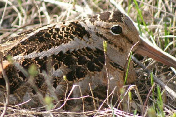 American Woodcock