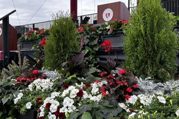Commencement stage flowers