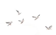 Drawing of birds in flight