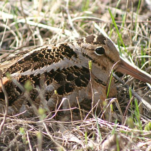 American Woodcock